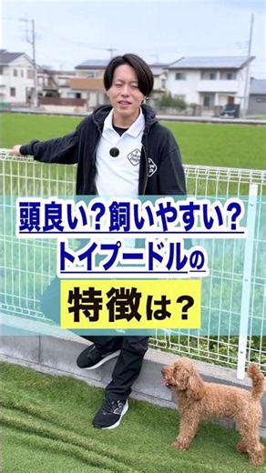 【犬しつけ】トイプードルの特徴