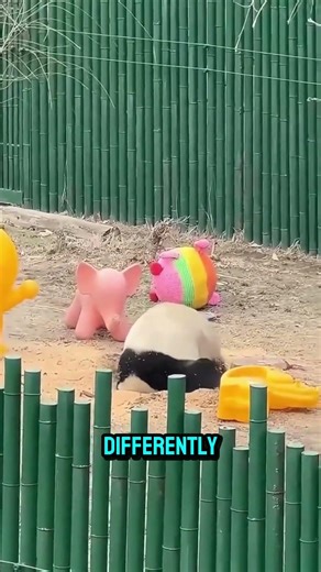 pandas whole lifestyle is build for their survival?!?🤯🤯 #funfacts #fyp