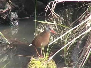 Virginia Rail calling