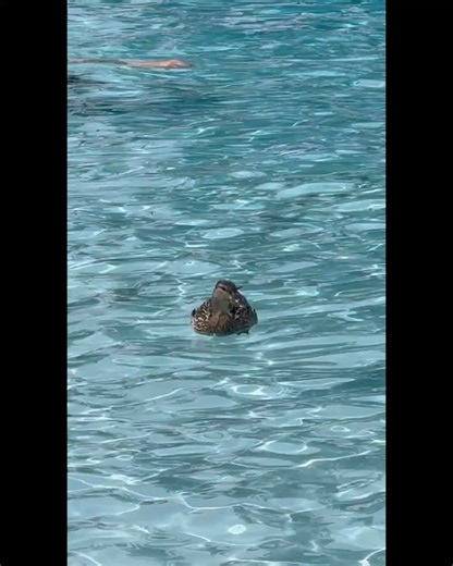 The KC Scene on Reels | Facebook