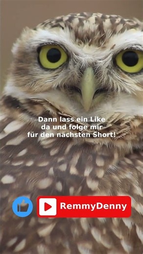 🦉 3 spannende Fakten über Eulen!