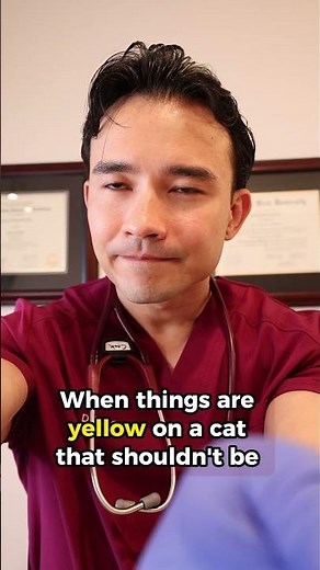 When things are yellow in a cat that shouldn't be...
