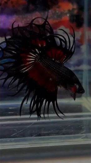 Animal transformation#animaljourney #animals #videoshort #animaltransformation #use #shortvideo