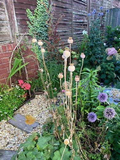 How to Grow & Care for Echinops (Globe Thistle) #gardening #gardeningtips