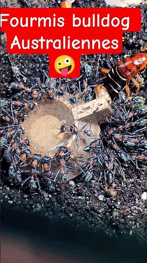 mes fourmis rouges sont au top ! #insectes #myrmecia