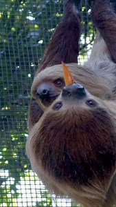 6.5K views · 229 reactions | Slow start to your Saturday? | Dallas Zoo | Facebook