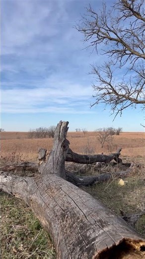 New coyote setup😮‍💨 #coyotehunting #hunting #outdoors #wilderness #fypp