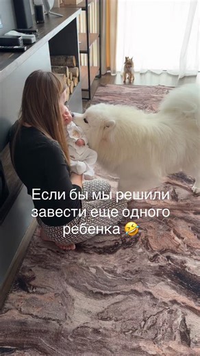 ugc-creator/Уютный дом как в Pinterest / Домашние животные on Instagram: "Реакция самоеда на игрушечного малыша 🤣"