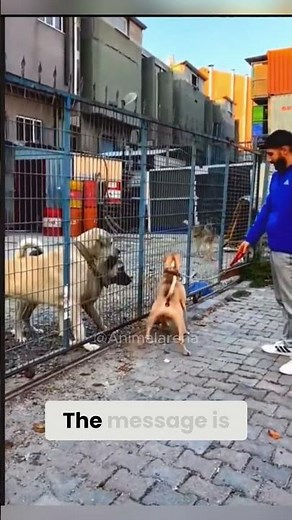 Pitbull vs Kangal Territory Signals Explained 🐕⚠️