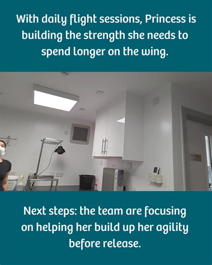 ✨ Update on Princess the common pipistrelle bat ✨ Princess arrived with us after suffering a significant wing injury, with heavy swelling that made flying impossible. Fast forward ⏩ She’s rehabilitated well, and her flying is getting stronger by the day, with her stamina really starting to improve. With daily flight sessions, she’s building the strength she needs to spend longer on the wing — an important step on her journey back to the wild. The team’s next focus is agility. As she continues he