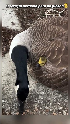 La madre ganso protege a su polluelo con todo su amor #animales #naturaleza