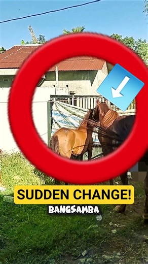 Why Does a Stallion Change Behavior Near a Mare?🐎 #horse #farm #documentary #shorts