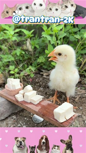 When the chick goes to sell peanuts. #trantran2k #chicken #funny #cute #shorts