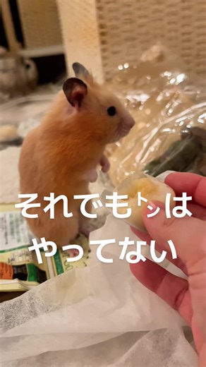 キンクマハムスターとハムスターの生活