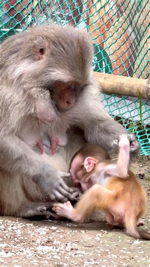 The mother monkey is disciplining her baby #MonkeyTales #animals #monkey