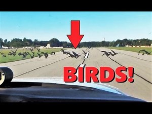 Chasing BIRDS Off The Runway! Baron 58 Short Field Takeoff & Flight