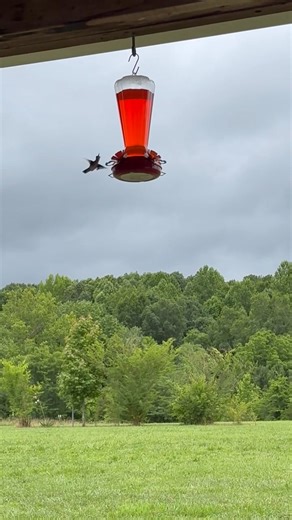 #hummingbird | Hailey Stanley