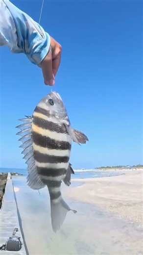 Florida Sheepshead Strike! 🎣🐑 #LoSurfFishing #sheephead #tampabayfishing #floridafishing
