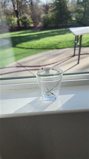 Téa Adopts Two Ladybugs as Pets | Tiny New Friends