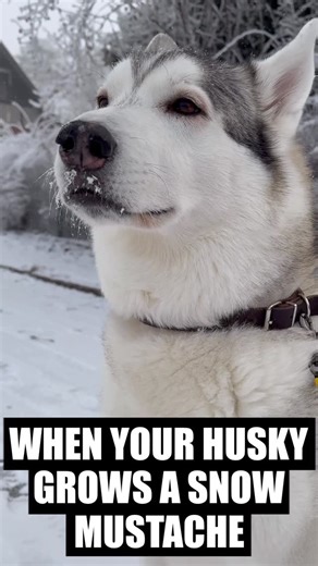 Sixty Formula on Instagram: "When your husky grows a snow mustache 😆😅 #husky #huskies #siberianhusky #siberianhuskies #huskiesofinsta #huskiesofig #huskyworld #malamute #dogs #puppies #snowdogs #huskydogs #huskyreels #huskyvideos"