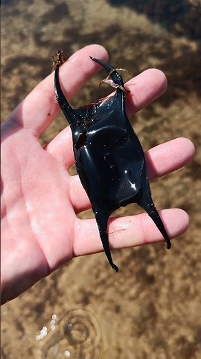 Misterio en el Mar: El Enigma del Huevo de Mantarraya