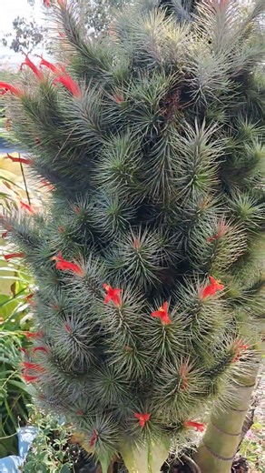 #สับปะรดสีทิลแลนเซีย