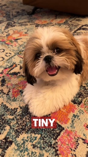 POV: You Own the Cutest Shih Tzu Ever 🐶💖 #petshub #shihtzu #dogbreed #puppy #cutedog #shorts