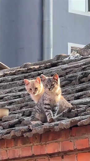 These two little ones have grown so big in just half a year这两个小家伙儿，半年就长这么大了