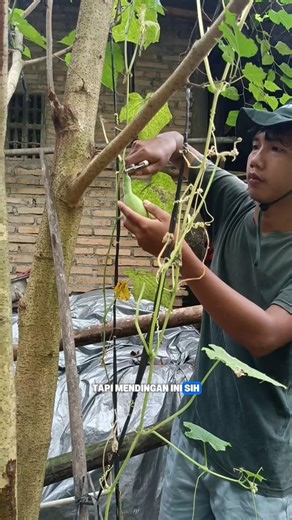 Penyebab Timun Kerdil & Bengkok