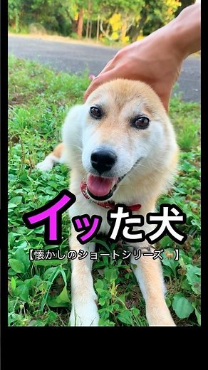 柴犬コロ 柴犬のこーゆーとこが😂 #柴犬コロ #おもしろ #かわいい #面白い #柴犬 #shibainu #funny #dog