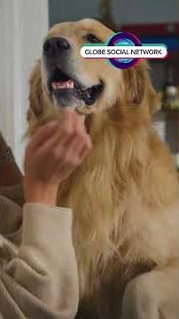 This season, let's make a meaningful difference by adopting a loving friend from your local shelter