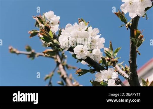 White spring blossoms blooming on tree branches. Vintage aesthetic with heavy film grain. Soft blurred backgrounds of dark greenery, blue sky, and soft sunlight. Beautiful nature close-ups Stock Video Footage - Alamy