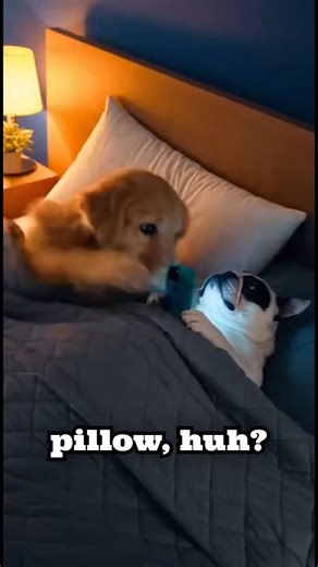 My Dogs Got Caught Using My Phone at 2AM and I Can't Stop Laughing 😂