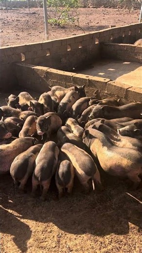 Incredible Pig Feed Farming #enjoyrurallife #naturerurallife #rurallife #mycountrylife #pigfeed