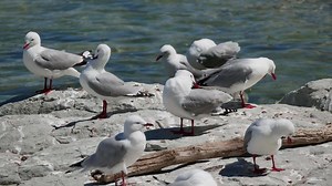 Seagull on a rock. And the ocean in the background