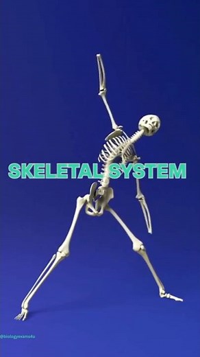 What is Skeletal System? #biology