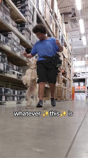 Training Our Goldendoodle: Progress and Challenges