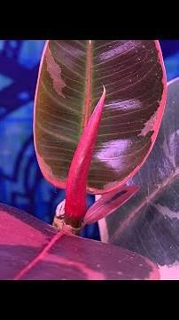 RUBY FICUS ELASTICA RUBBER TREE PLANT - PROPAGATION & GROWTH TIMELAPSE