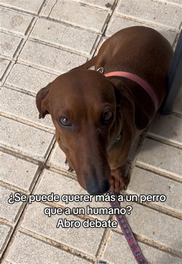 Sii😍😍😍🤗🥰🐶✨ #teckelworld #teckelespaña #doglife #perrosalchicha #teckelmini