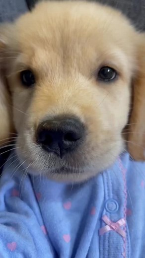Mi Bebé Golden Retriever | Momentos Adorables con Mi Perrito
