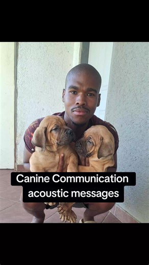 Understanding Canine Acoustic Communication for Dog Owners