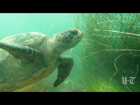 Turtle Town: Meet the Green Sea Turtles Living off San Diego's Coast