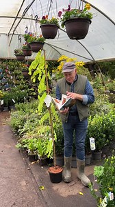 Robinia Frisia is a medium sized tree with bright golden foliage from spring until autumn.One of most desirable of all ornamental trees ! Plant time is from now ,available in webshop for all Ireland delivery! Pergola Nurseries Garden Corner Virginia,Co Cavan A gardeners oasis of quality plants Open Tues-Sat 10.30-6 Open Sun 2-6 | Pergola Nurseries Garden Corner