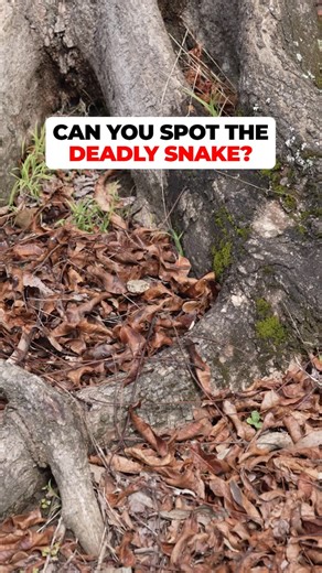 4WD 24/7 on Instagram: "Can you spot the deadly snake? 🐍 With 7 of the world’s DEADLIEST snakes living right here in Australia, it’s better to have a @survivalfirstaid & Snake Bite Kit on hand – than wish you did when it’s too late! 🫣 - #4x4 #offroad #snake #deadly #adventure"
