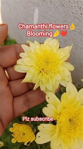 ✨చామంతి పువ్వులు👌##Blooming🤌❤️#My garden#chamanthi trees#flowers#Nature#shorts#youtube shorts#