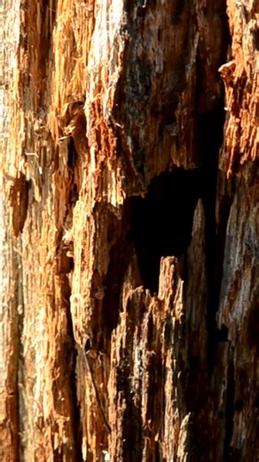 1.4K views · 31 reactions | Meet the treecreeper! With their long beaks and camouflaged feathers, these little climbers scuttle up tree trunks, searching for hidden insects. Once they reach the top, they start their journey all over again at the base of a different tree. Next time you take a walk in the woods, take a moment to watch these tree-loving acrobats in action! #Birds #Nature #Winter #Woodlands | Campaign to Protect Rural England | Facebook