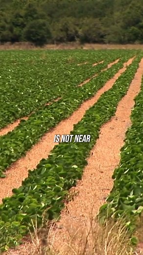 60K views · 492 reactions | The future outlook of the soybean market #soybeans #farmlife #exports | Viral Podcast | Facebook