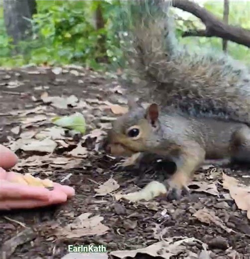 Squirrel and chipmunk 🐿