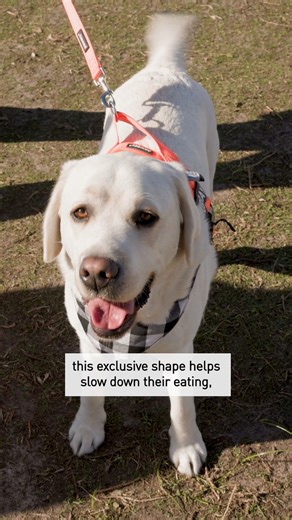 47K views · 52 reactions | Can you guess which breed this kibble is made for? From Dachshunds to German Shepherds, the guesses were creative - but only one was correct. Watch until the end to find out the answer, and learn why its unique shape is designed specifically for that breed. #RoyalCaninANZ #DogNutrition #BreedSpecificNutrition #HealthyDogs #DogsOfAustralia #DogsOfInstagram #PetParents #DogHealth #PetWellness | Royal Canin | Facebook