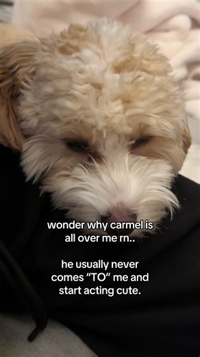 Understanding Cuddle Behavior in Cavapoos